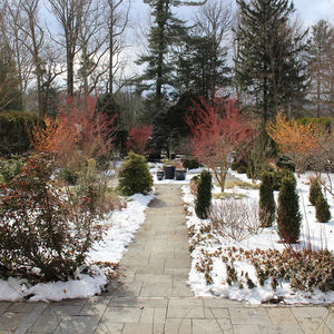 Arboretum Director’s Winter Walk — February Flower Foray