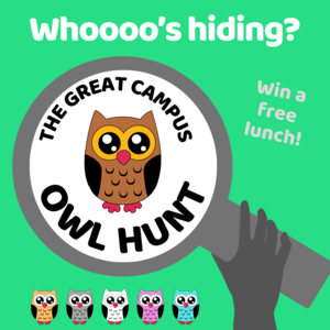 The Great Campus Owl Hunt