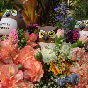 Temple Owls among the blooms.