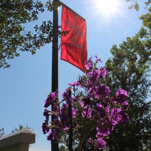 A Temple T flag on a sunny day.