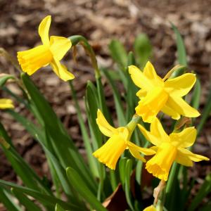 Daffodils at Temple University Ambler