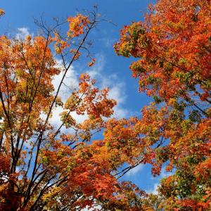 Ambler Arboretum Presents: Fall Foliage Hike - Saturday, November 3