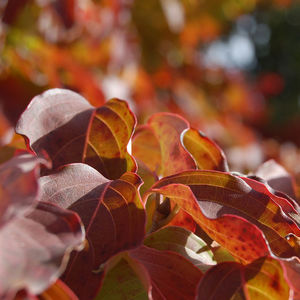 Ambler Arboretum Presents: Fall Foliage Hike