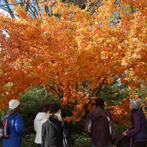 Take a fall walk in the Ambler Arboretum of Temple University.