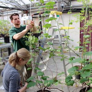 Student prepare plants for Temple University Amblers 2017 Philadelphia Flower Show exhibit.