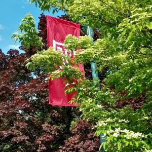 A Temple T flag among the foliage at Temple Ambler.