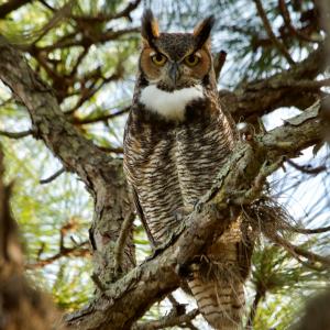 WVWA: All About Owls - Friday, November 16