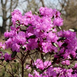 Spring blooms in the Ambler Arboretum.