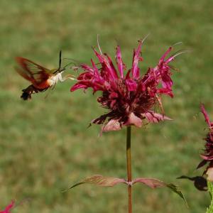 A hummingbird moth visits the Formal Perennial Garden.