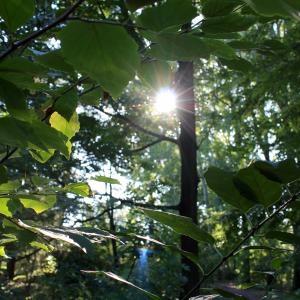 Sun shining in the Ambler Arboretum.