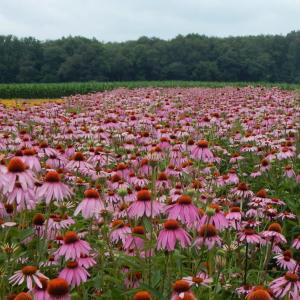 Pollinators and Wildflowers — Observations from the Field: Tom Knezick -Wednesday, December 12