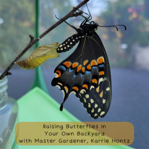Raising Butterflies In Your Own Backyard
