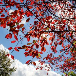 red leaves and blue skies in the Ambler Arboretum.