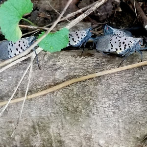 SLF and You: What You Need to Know about Spotted Lanternfly for the 2019 Season