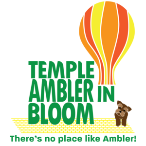 Temple Ambler in Bloom