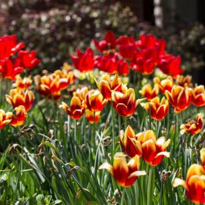 Tulips blooming in the Ambler Arboretum