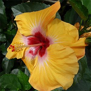 Hibiscus Flower from Longwood Gardens