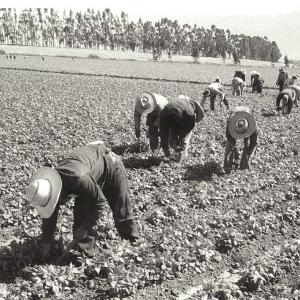 field workers