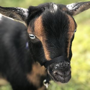 Photo of a goat